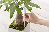SUStee Watering Indicator Set of 5 Large Black - Smart Plant Hydration view 4