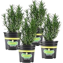 Rosemaryページ Rosemary, 4in, Upright – Floral Acres Greenhouse & Garden Centre