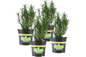 Bonnie Plants Rosemary Live Edible Aromatic Herb Plant - 4 Pack, Perennial In Zones 8 to 10, Great for Cooking & Grilling, Italian & Mediterranean Dishes, Vinegars & Oils, Breads