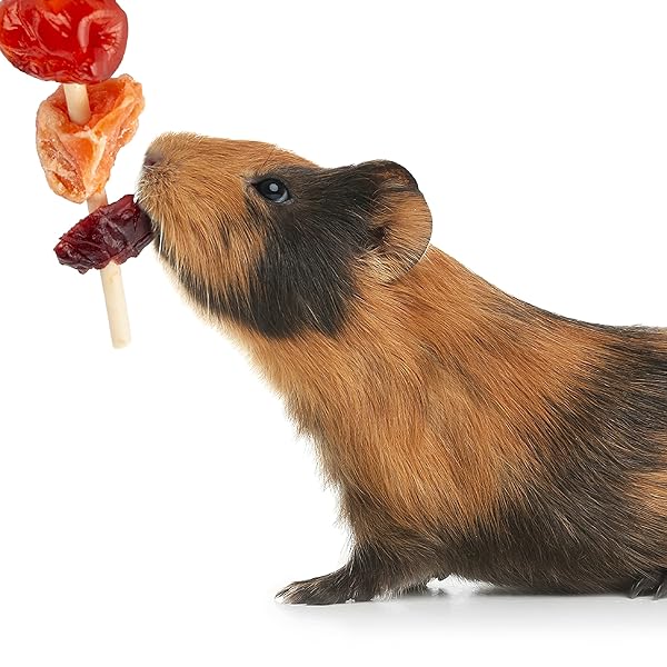 WILD HARVEST FRUIT KABOBS, 6 COUNT, FOR PET RABBITS, GUINEA PIGS, HAMSTERS, GERBILS, MICE AND RATS