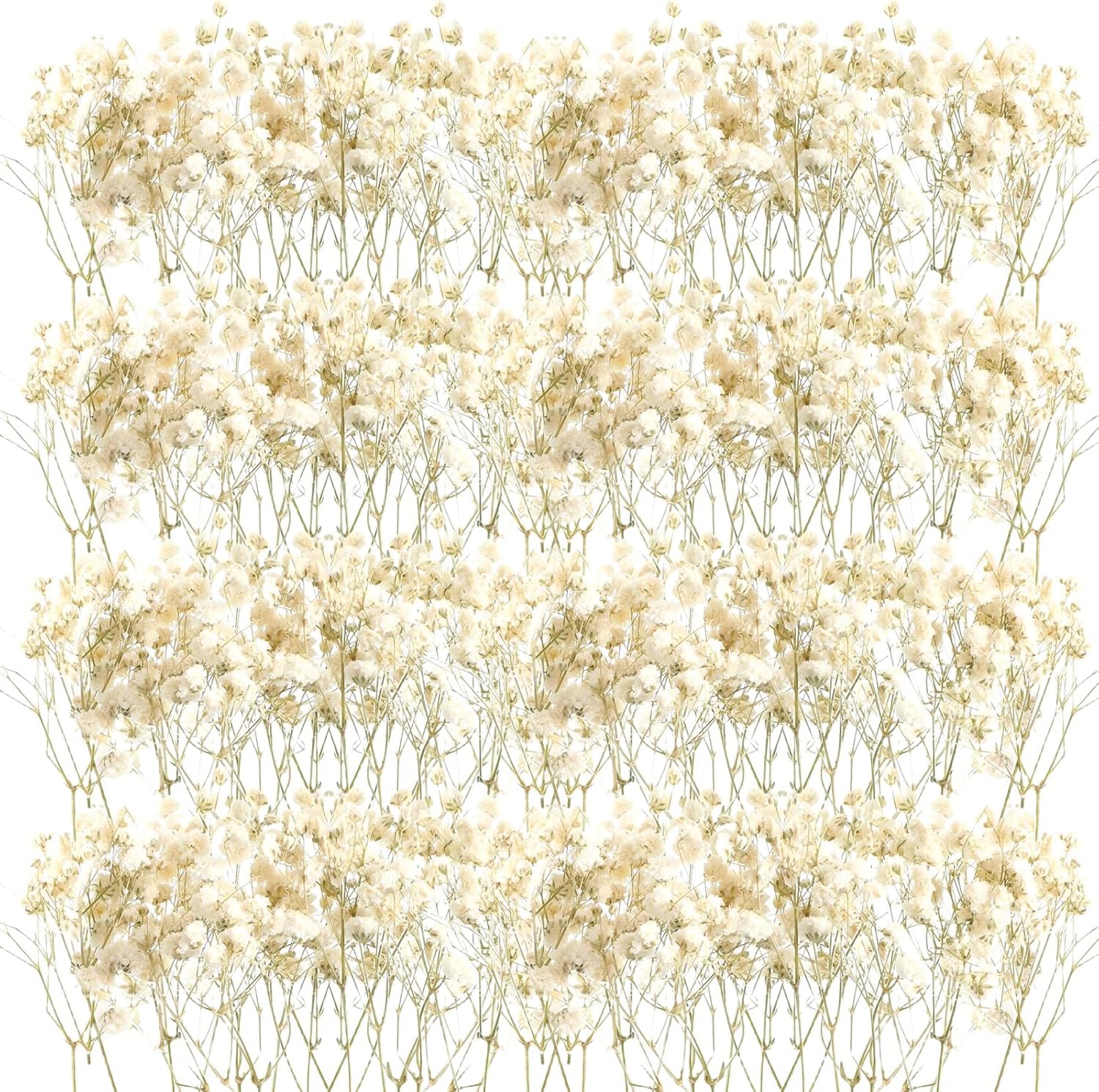 Dried & Preserved Flora - Mini Dried Baby Breath Flowers Gypsophila Ivory Natural Flowers Dried Flowers for Vase Wedding Home Office Party Garden Card Making Decor Wreath Floral Craft DIY Art 2-4 Inches (50 Pcs)
