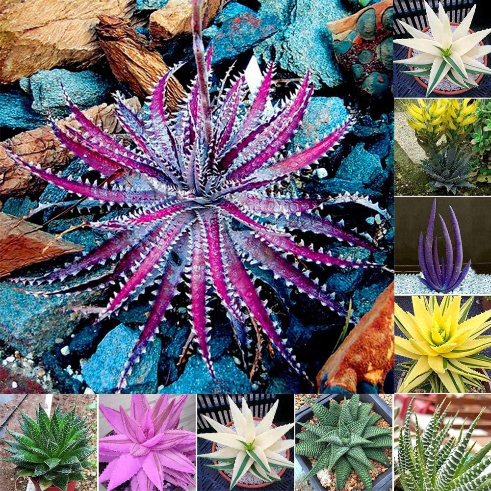 100Pcs Rare Aloe Vera s Succulent Herbal Balcony Garden Potted Bonsai Plant Ornament