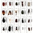 20Pcs Insect in Resin Specimen Bugs Collection Paperweights Arachnid Resin Specimen Set, Different Kind or Size Insect Specimen Bug Preserved in Resin for Teens Scientific Educational Toy, 20 Style