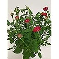 4" Live Mini Red Rose Bush in a 4" Plastic Grow Pot - 4" Inch Indoor Plant
