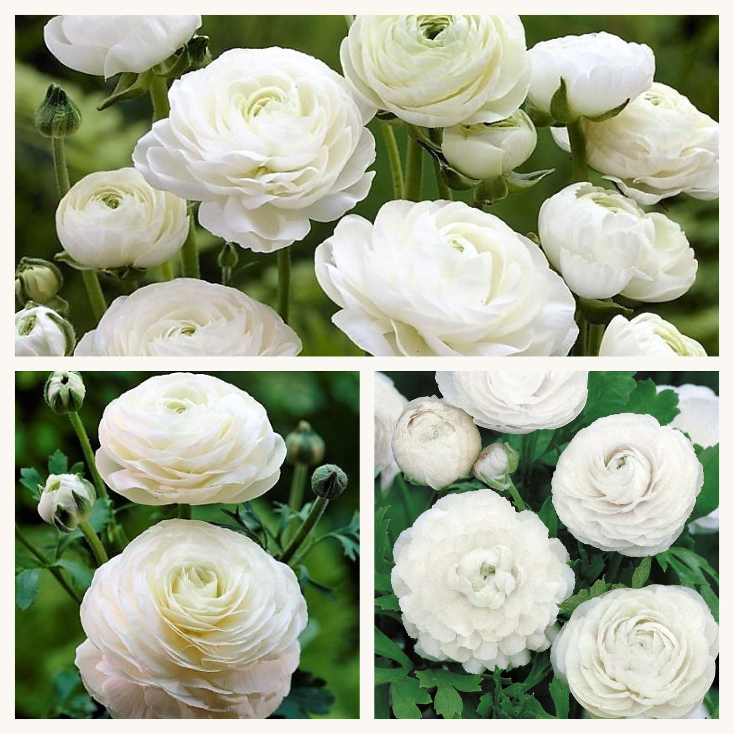 Ranunculus White Flower Corms/Bulbs. Hardy Colourful Flowers. (30)