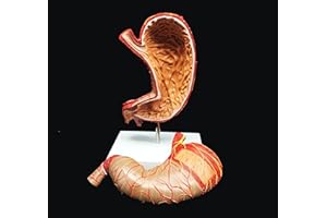 XINDAM Human Stomach Model 1.5X Enlarged Anatomical Model Anatomy for Science Classroom Study Display Teaching Medical Model 2-Parts