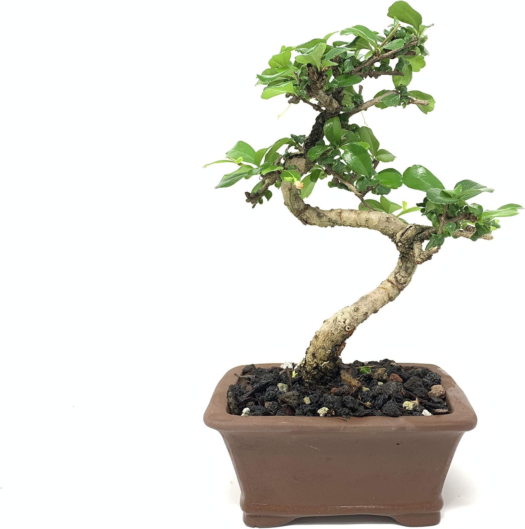 6" Glazed and Unglazed Bonsai Tree Pots by The Bonsai Supply (Rectangle Brown)