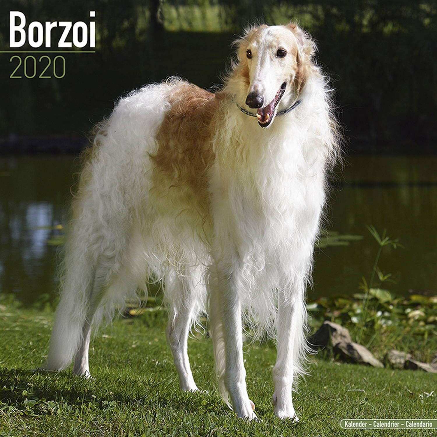 Amazon.com : Borzoi Calendar 2020 - Dog Breed Calendar - Wall Calendar Amazon.com : Borzoi Calendar 2020 - Dog Breed Calendar - Wall Calendar