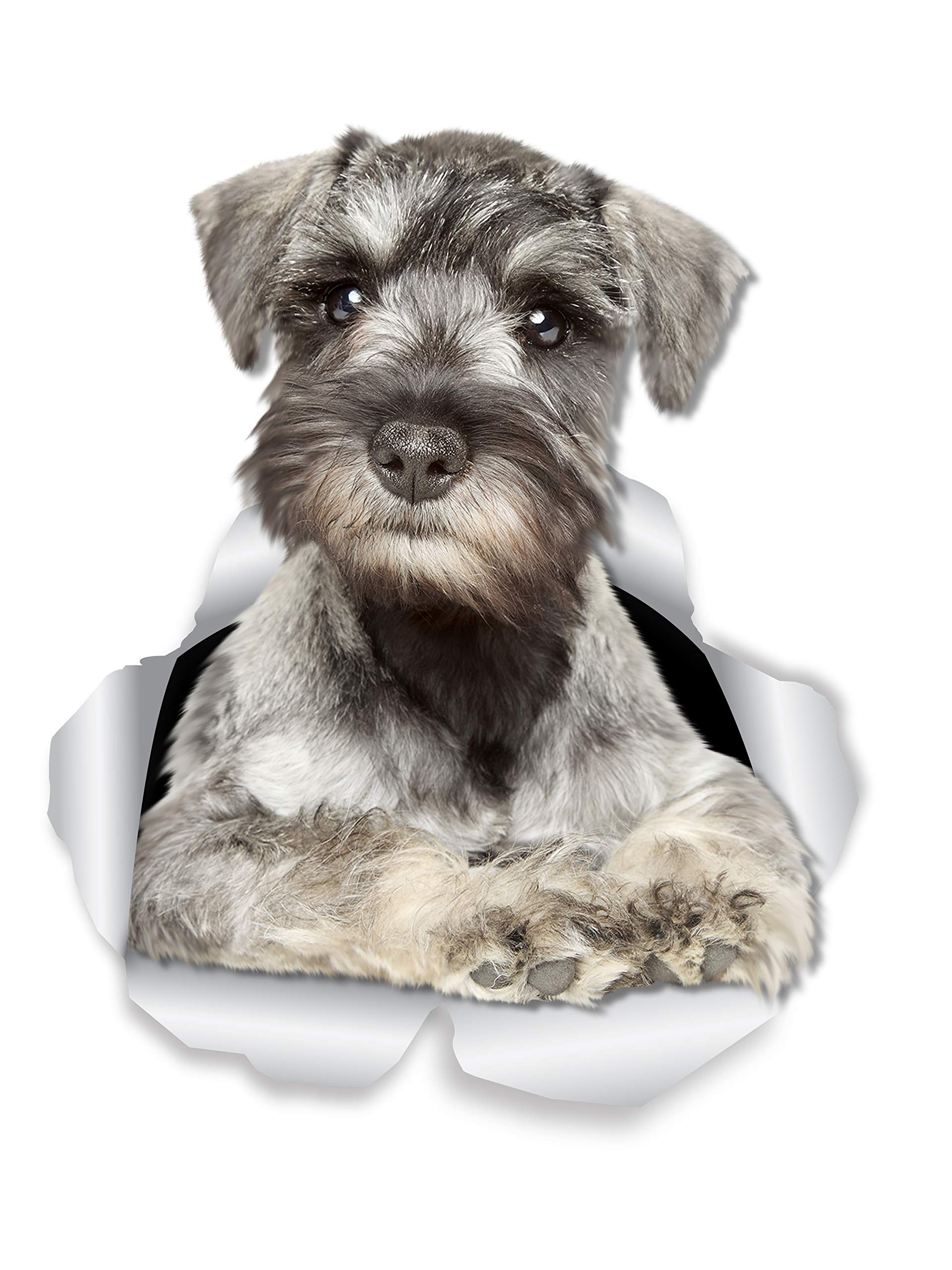 Winston & Bear Curious Schnauzer Wall Decals - 2 Pack - Miniature Schnauzer Toilet Sticker - 3D Dog Car Window & Bumper Sticker - Retail Packaged Dog Lover Gifts