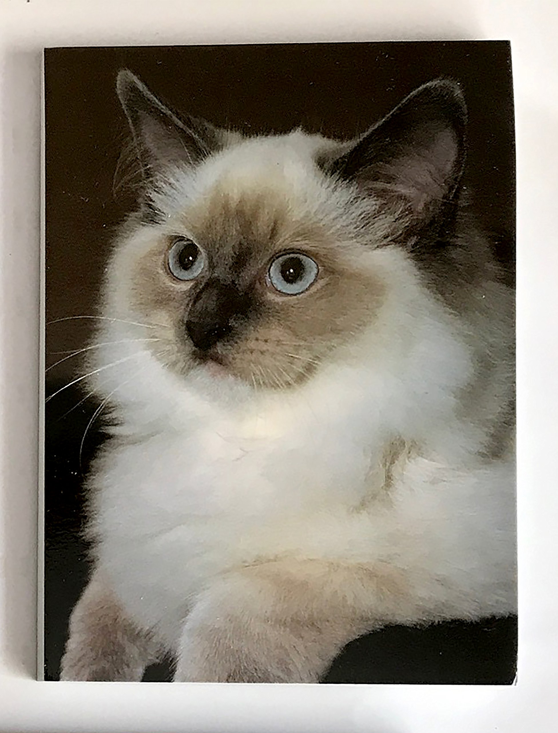 ragdoll cat themed gifts