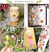 Rhykoka Large Flower Press Kit 10 Layers 30 x 21 cm Wood Cards DIY Art view 4