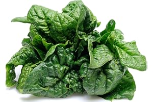 500 Bloomsdale Spinach Seeds - Heirloom Non-GMO USA Grown - for Use Indoors, Outdoors, or with Hydroponics by RDR Seeds