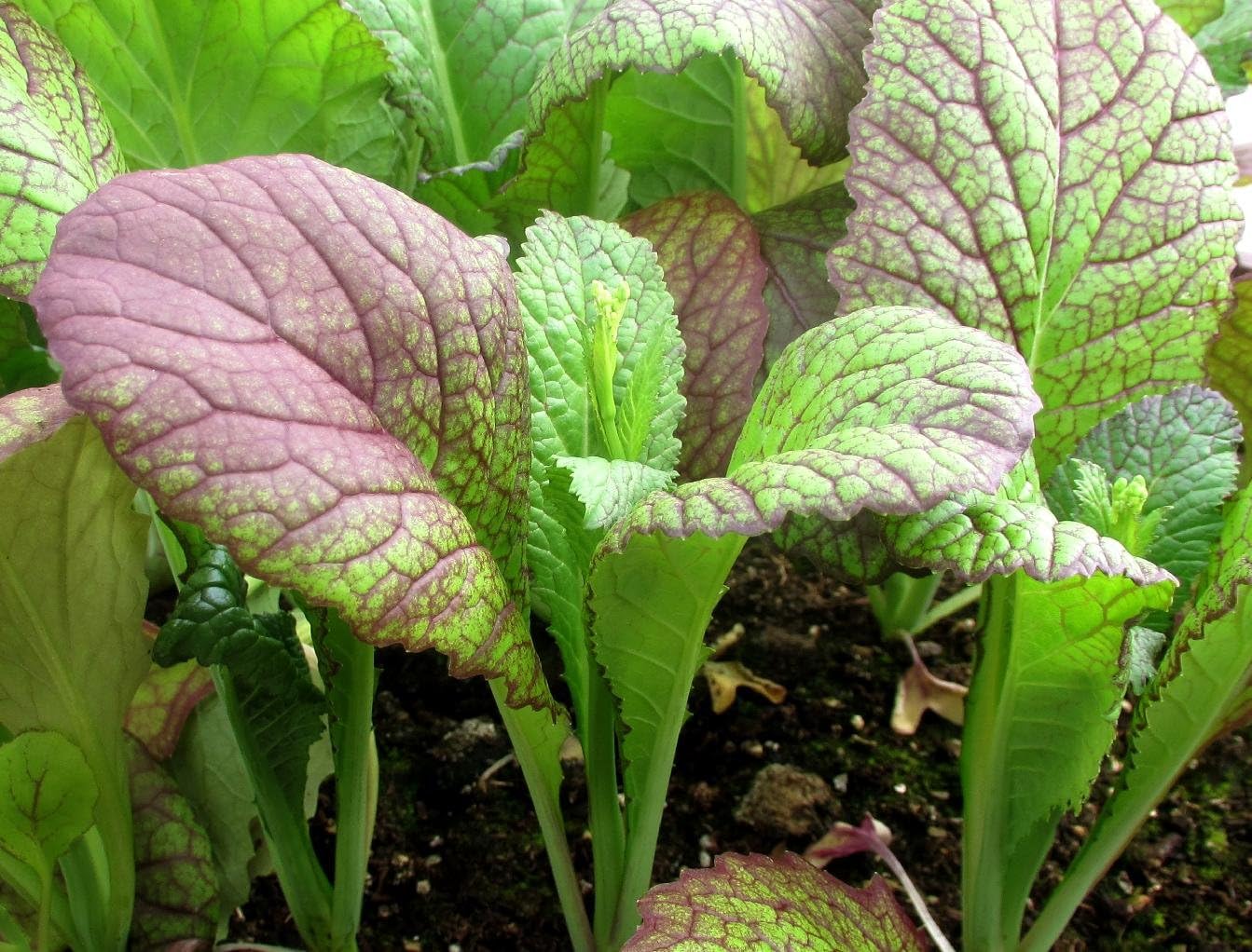 Viridis Hortus - Mustard Red Giant 4,150 (6.0g's) Vegetable Seeds