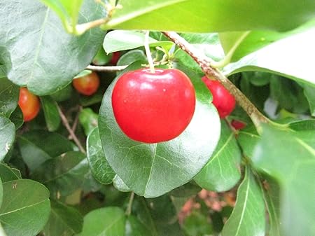 M-Tech Gardens Rare Barbados Cherry Fruit Seedling Live Plant