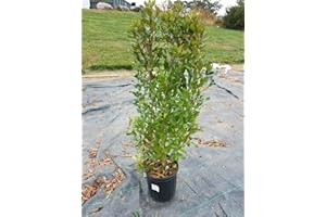 Green Promise Farms Myrica PENSYLVANICA (Northern Bayberry) Shrub, 2-Size Container, Green Foliage