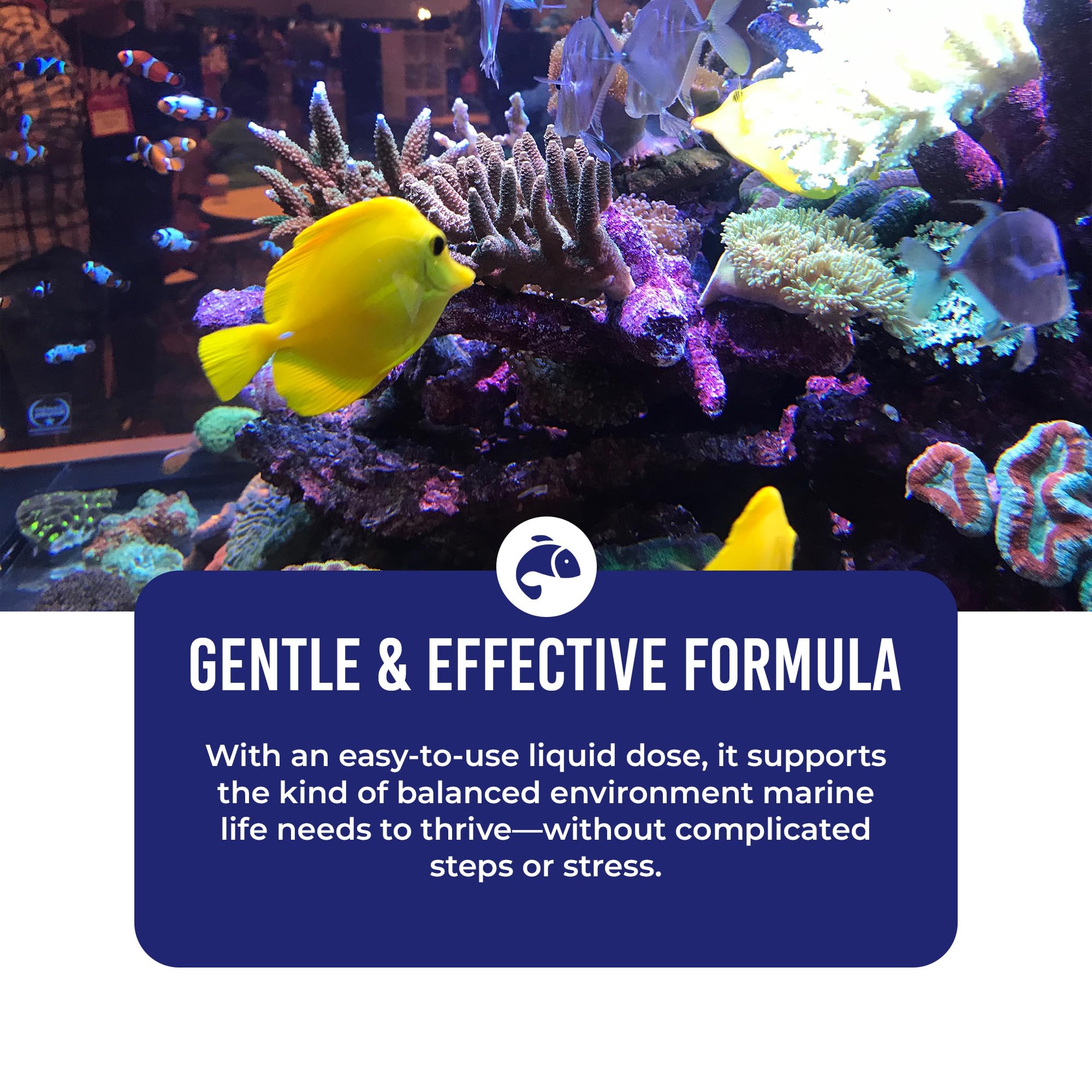 Image showcasing Image result for biological balance tips for saltwater tank