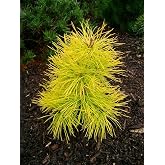 Chief Joseph Lodgepole Pine 2 Year Plant