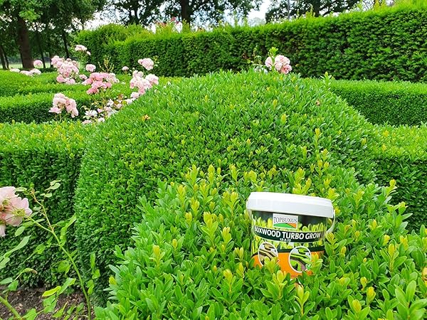 TOPBUXUS BOXWOOD TURBO GROW – PROFESSIONAL BOXWOOD FERTILIZER – 10 LBS. FOR 1,000 SQ. FT.