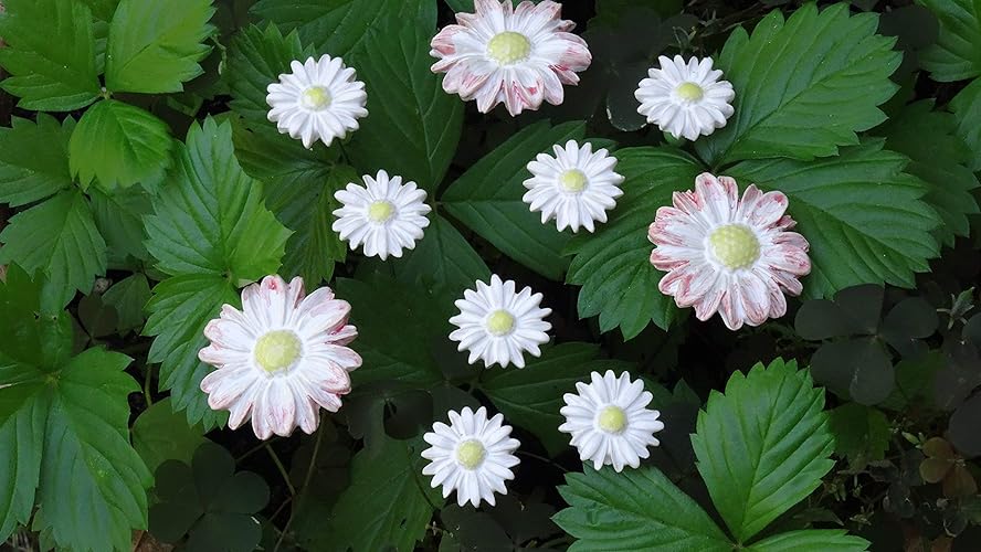 10 Keramikblumen (Margeriten und Gänseblümchen)