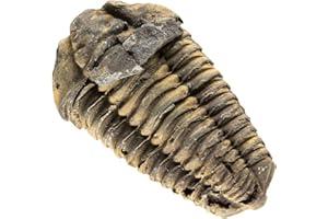 KALIFANO Authentic Large Arthropod Calymene Trilobite Fossil from Morocco - Marine Trilobita/Calymene for Fossil Collections and Education Purposes (Information Card Included)