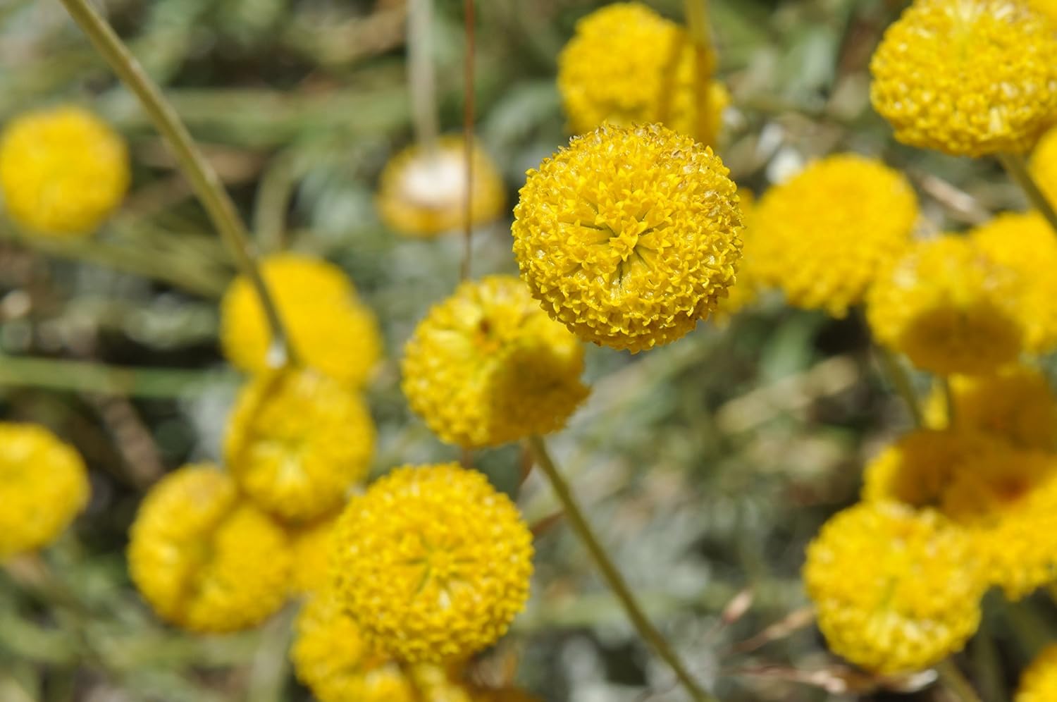 Cotula coronopifolia (Brass buttons) Marginal Pond Plants Pond