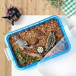 Plastic Activity Tray with lid for