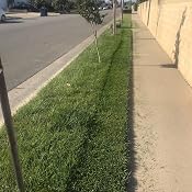 Cool Review About Southland Sod Ventura