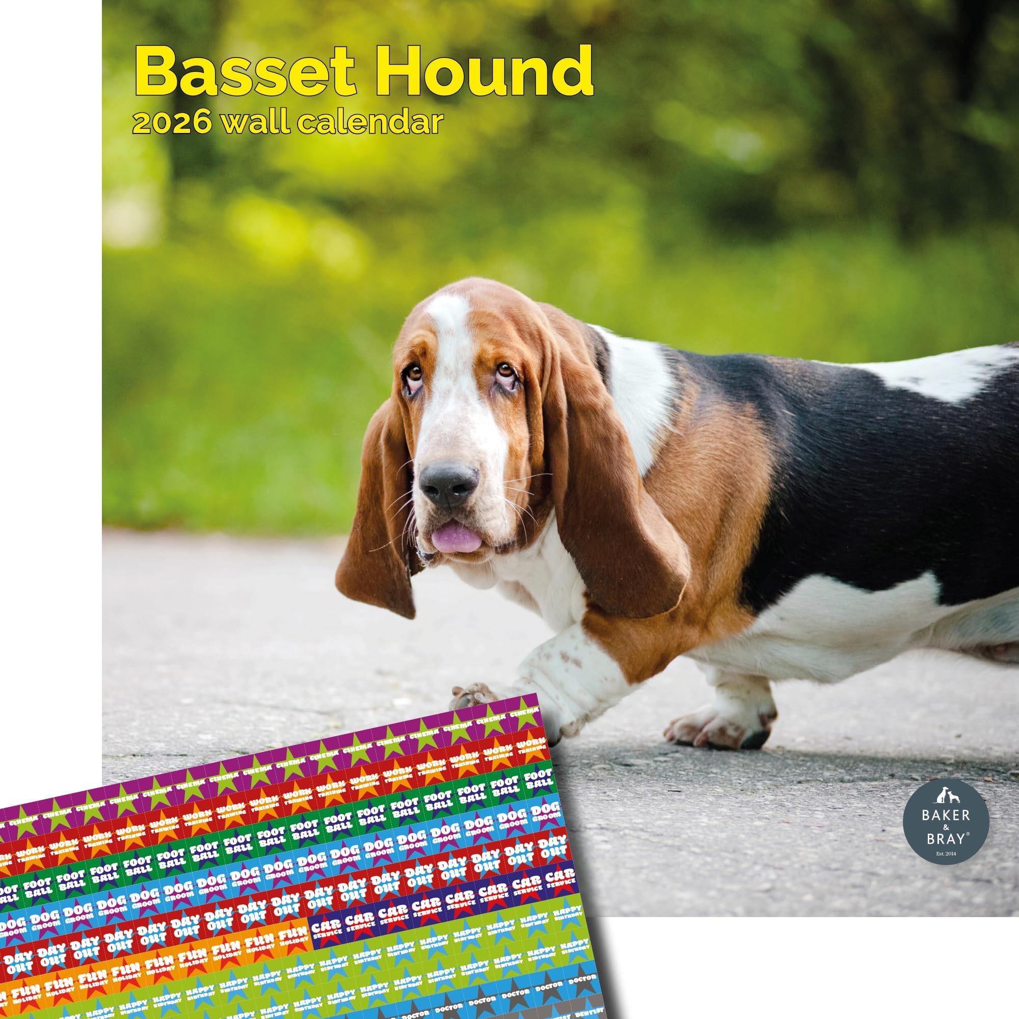 Baker and Bray Basset Hound Calendar 2026, Large Square Wall Calendar With Organisational Stickers, 16 Month, Basset Hound Gift Dog Calendar