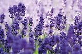 Weleda Lavender Relaxing Bath Milk 200ml Natural Essential Oil Calming Stress view 3