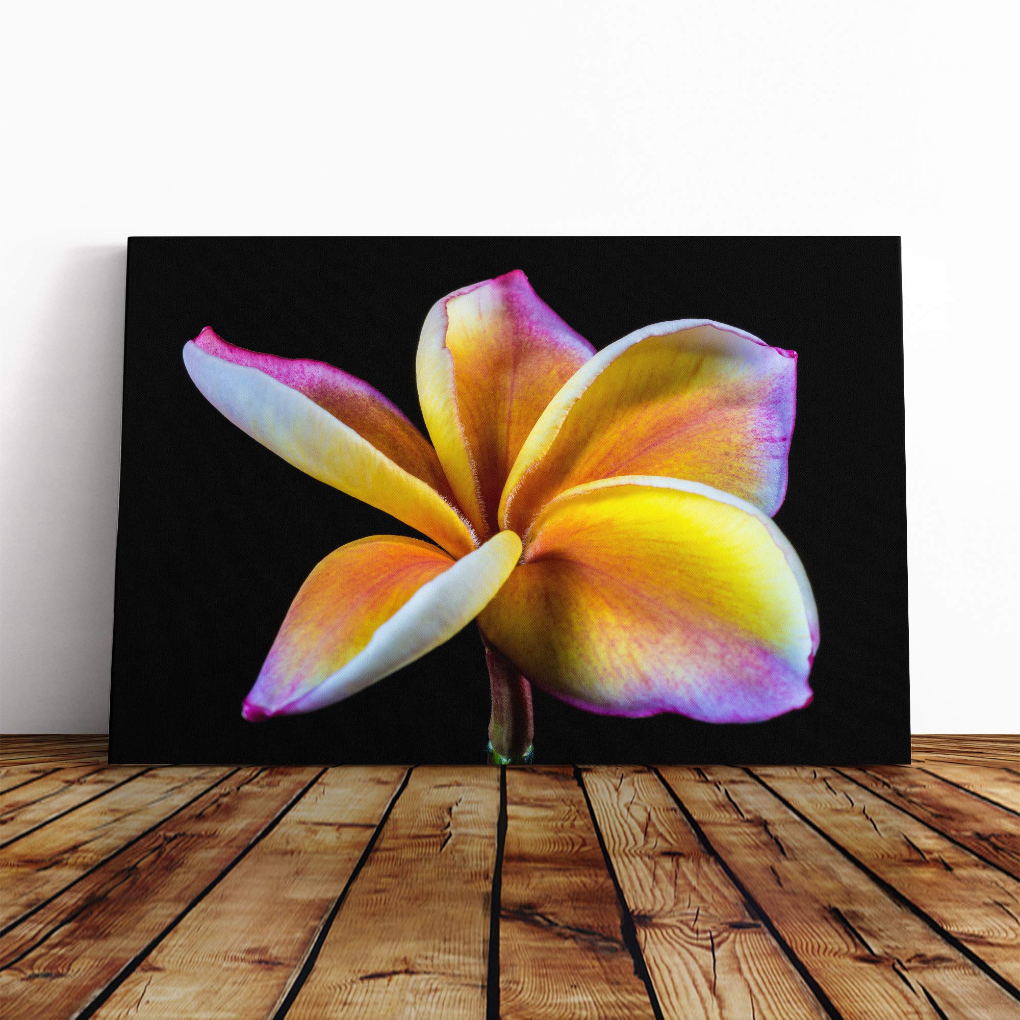 Flower Frangipani Canvas Print | Gallery Wrapped 30mm Frame Wall Art | 20x14 inches | Ready to Hang | Modern Floral Picture | Living Room Bedroom Lounge Office