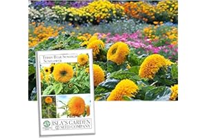 "Teddy Bear" (Dwarf SunGold) Sunflower Seeds for Planting, 50+ Flower Seeds Per Packet, (Isla's Garden Seeds), Non GMO & Heirloom Seeds, Scientific Name: Helianthus annuus, Great Home Garden Gift