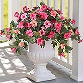 Ammyoo Artificial Fake Petunia Flowers for Outdoor Decoration, 2PCS Faux Silk Petunias Flower for Spring UV Resistant No Fade Realistic Plants for Garden Balcony Yard Porch Indoor Decor(Double Pink)