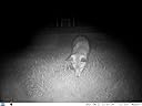 Great wildlife camera