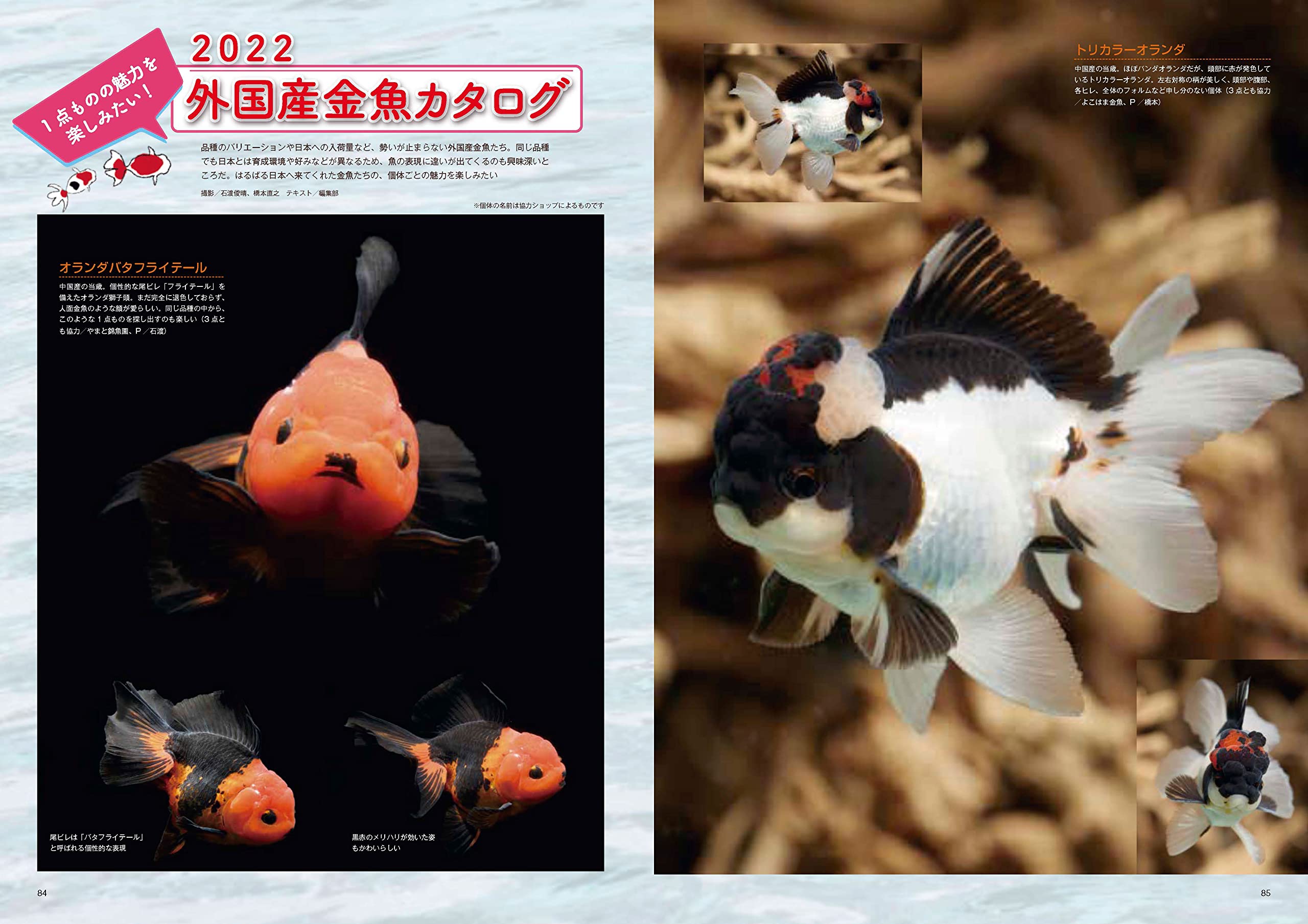 きんぎょ生活 No 8 本 通販 Amazon