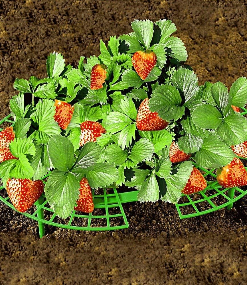 Fresas de Maxima, 5 unidades): Amazon.es: Jardín