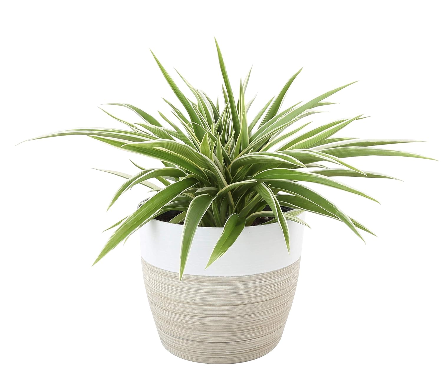 Chlorophytum Farms Costa comosum Planter Décor White