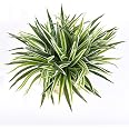Artificial Silk Fake Chlorophytum Orchid Spider Plant Grass Home Garden Decor CA