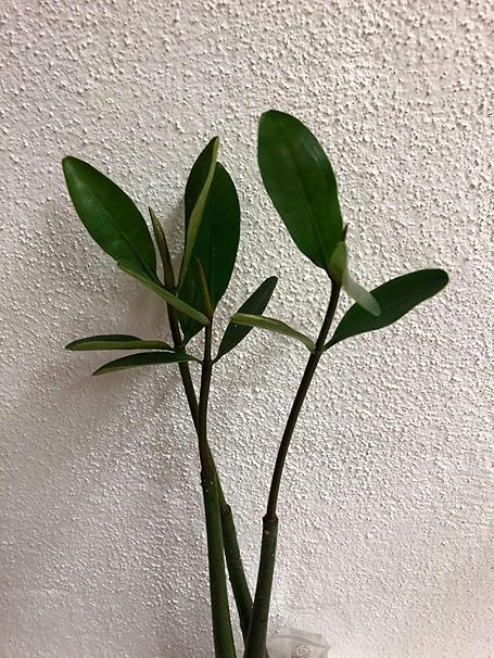 2 Pflanzen -Rote Mangrove- (Rhizophora mangle) ***Mangrovenbäume sind super seltene Zimmerpflanzen***