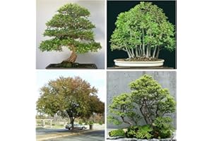 50 Seeds Ulmus Parvifolia, Chinese Elm Seeds, Seeds C : in Package Only Seeds