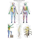 Palace Learning Dermatomes &amp; Nervous System Anatomical Chart - Dermatomes Anatomy Poster, LAMINATED 18' x 24"