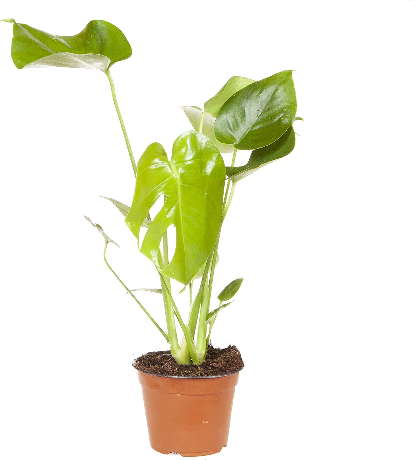 Monstera deliciosa (Swiss Cheese Plant) in 14cm Pot 50cm Tall Houseplant, Green - Image 4