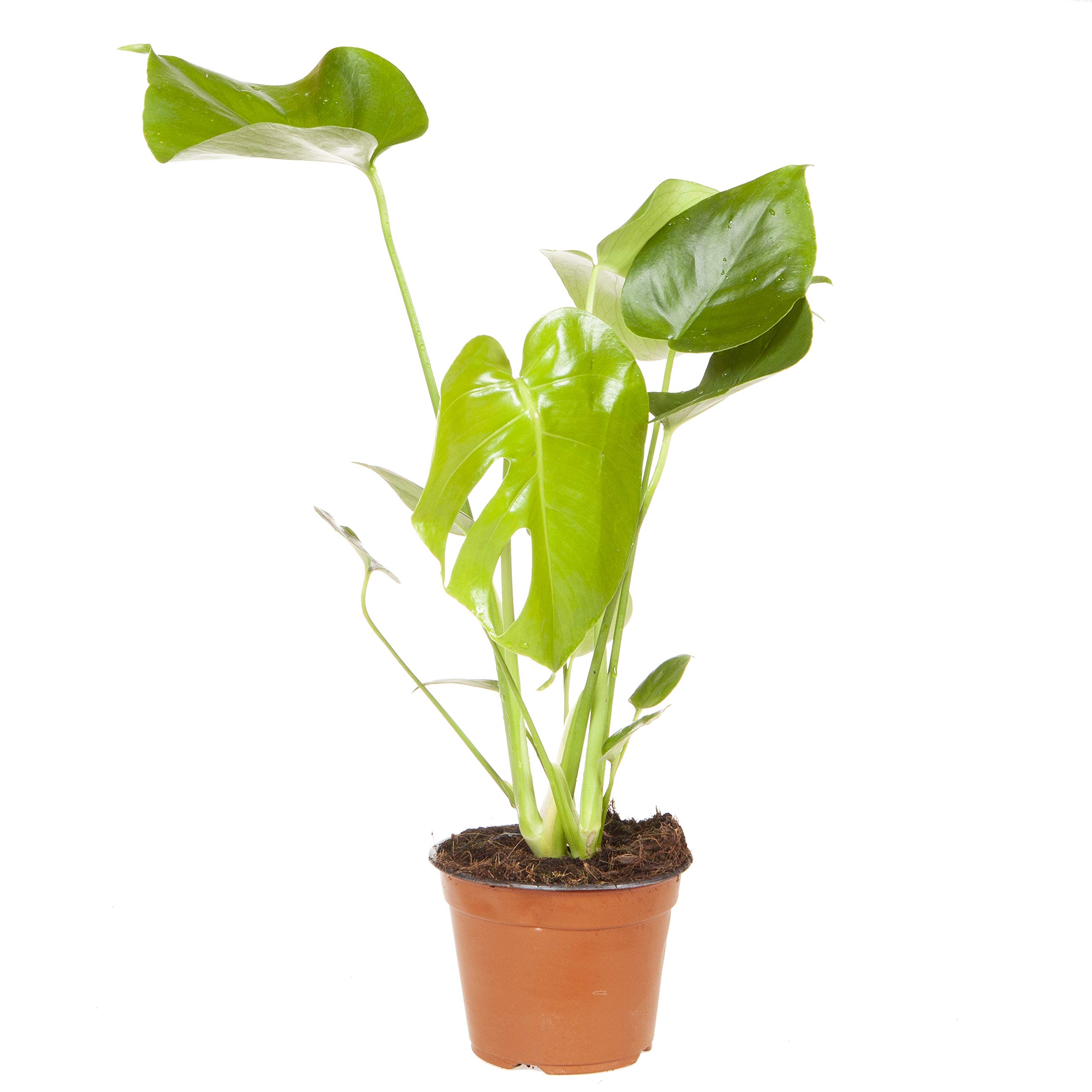 Monstera deliciosa (Swiss Cheese Plant) in 14cm Pot 50cm Tall Houseplant