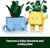 LEGO Botanicals Happy Plants Toy 10349 Kids Craft Kit with 2 Artificial Plants view 4