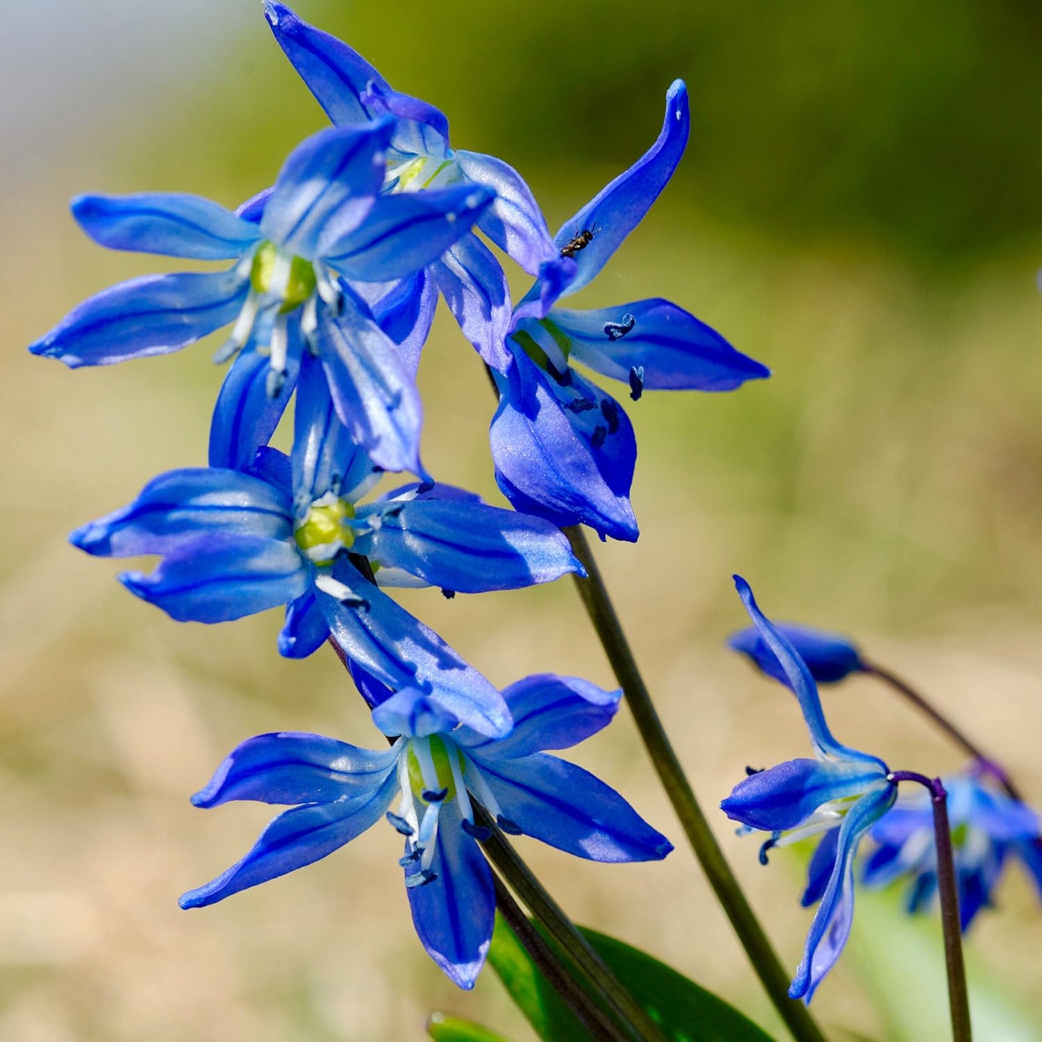 Woodland bulbs® 10 x Scilla Siberica Spring Flowering