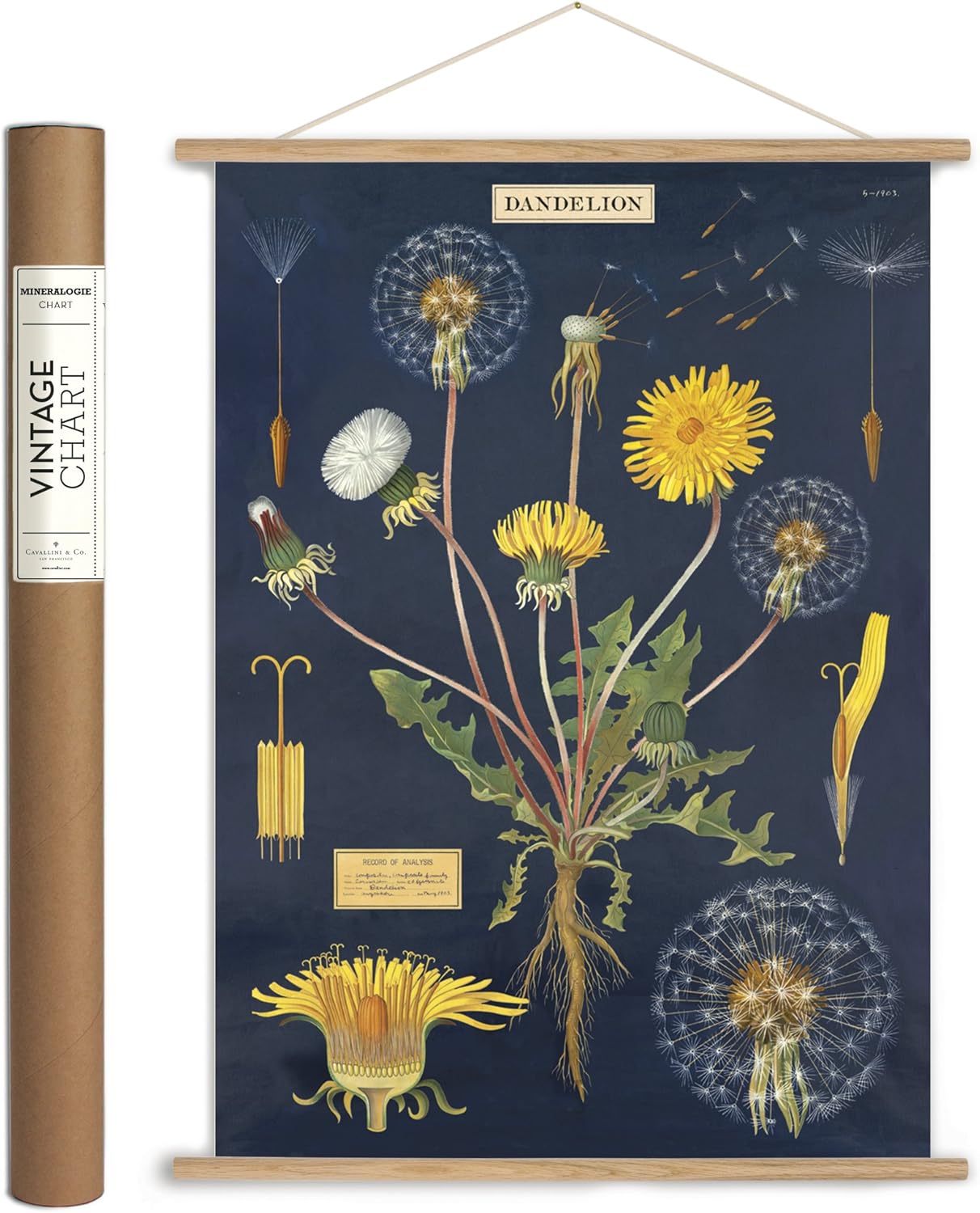 Cavallini Papers & Co Cavallini Vintage Dandelion Hanging Poster Kit