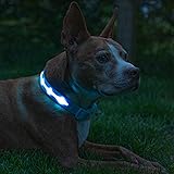 BLAZIN Brightest Light Up Dog Collars - The Original LED Dog Collar with 1,000 Feet of Visibility - USB Rechargeable Waterpro