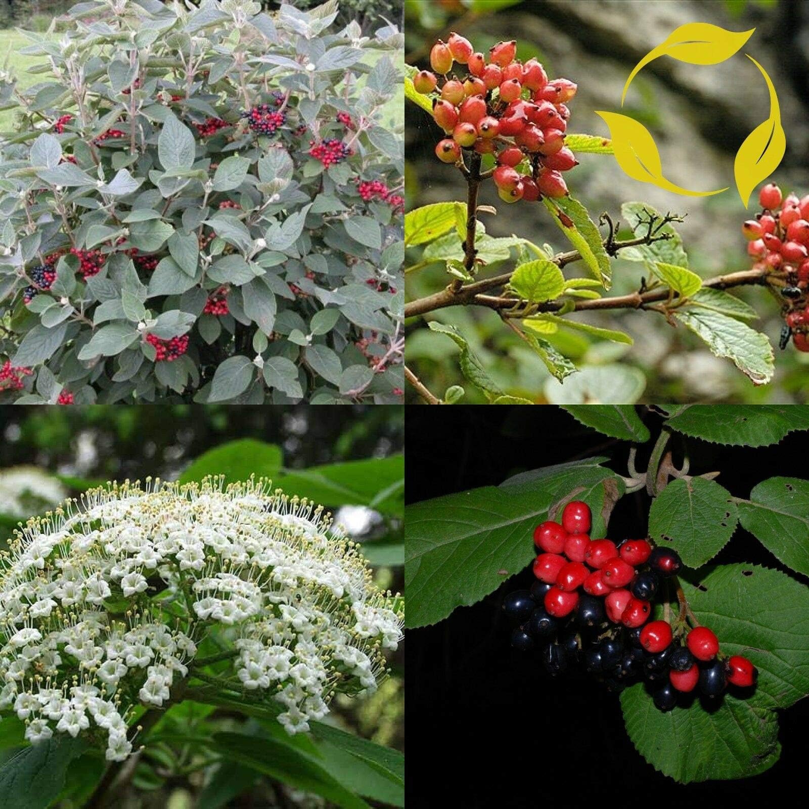 Tricastarts - WAYFARING Tree Viburnum Lantana 5,10 Seeds