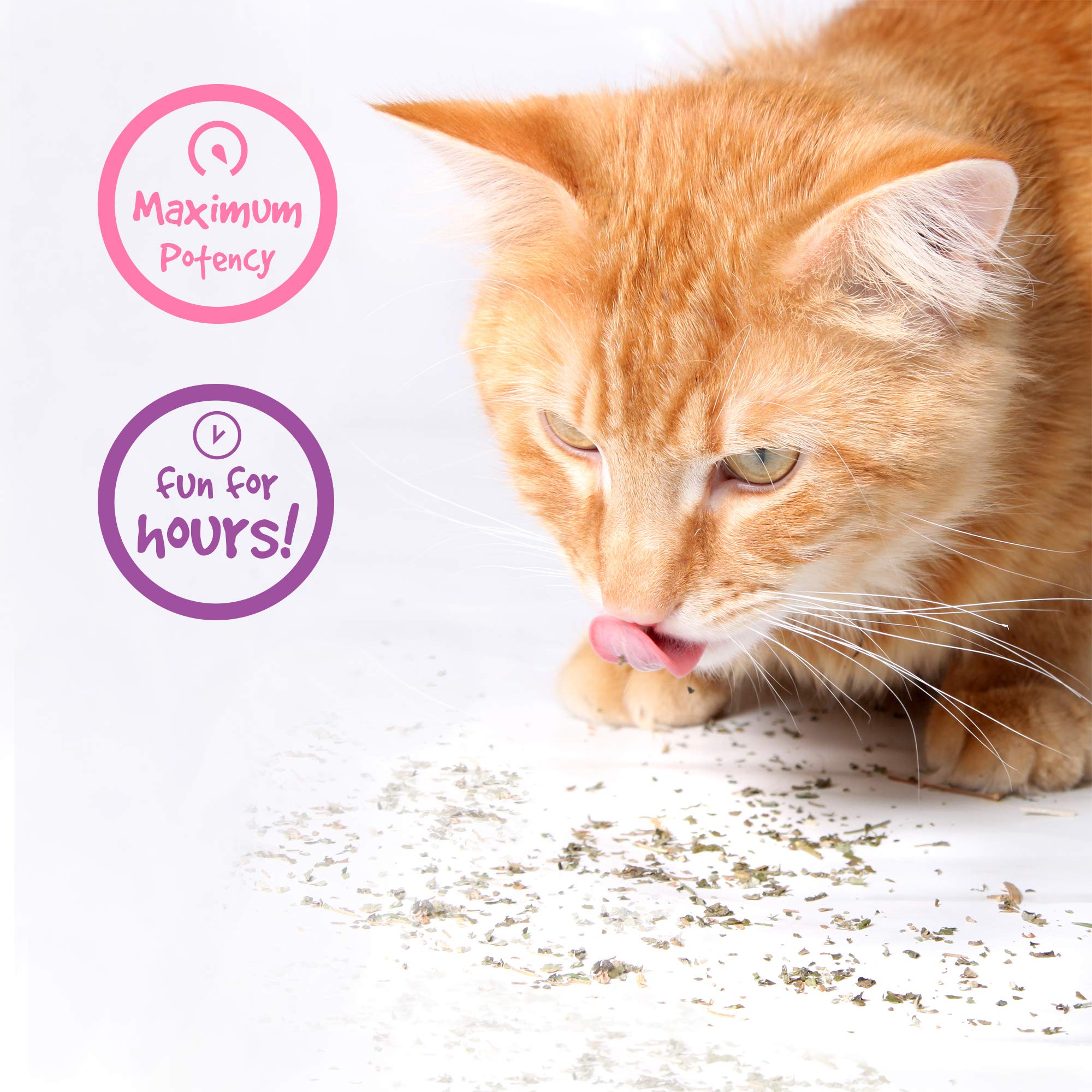 Pet Craft Supply Premium Potent Catnip The Cat Site