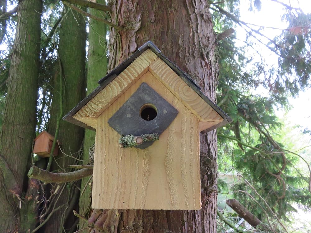 Bird Box 25mm Hole Amazon.co.uk Handmade