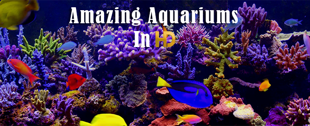 Amazing Aquariums In HD - Thumbnail 2